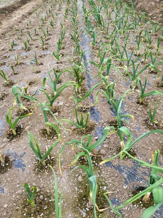 이상욱님의 마늘 · 영농일지 작성글 사진