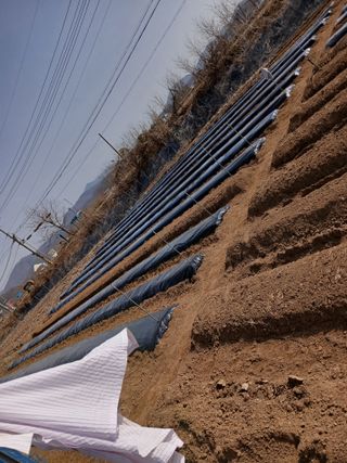 백영호님의 기타작물 · 영농일지 작성글 사진