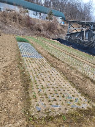 이상욱님의 마늘 · 영농일지 작성글 사진