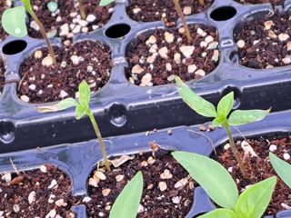 김주희님의 고추 · 영농일지 작성글 사진