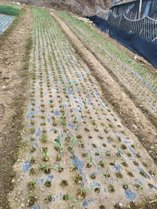 이상욱님의 마늘 · 영농일지 작성글 사진