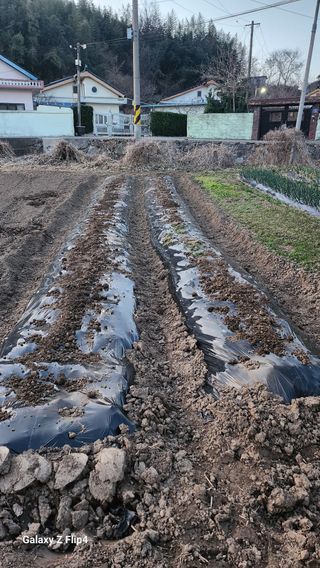 홍순철님의 기타작물 · 영농일지 작성글 사진