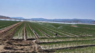 서정욱님의 마늘 · 영농일지 작성글 사진