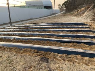 김유찬님의 감자 · 영농일지 작성글 사진