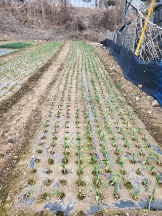 이상욱님의 마늘 · 영농일지 작성글 사진