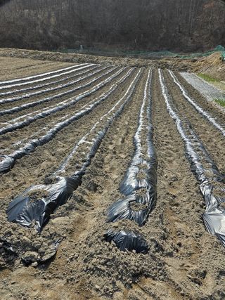 조우상님의 감자 · 영농일지 작성글 사진