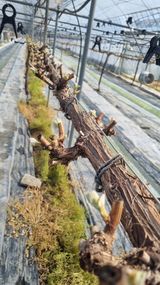 팜모닝 기타작물·영농일지 게시글 이미지