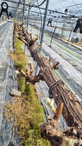 김은수님의 기타작물 · 영농일지 작성글 사진