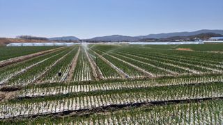 서정욱님의 마늘 · 영농일지 작성글 사진