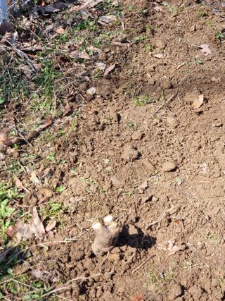 라온베리님의 기타작물 · 영농일지 작성글 사진