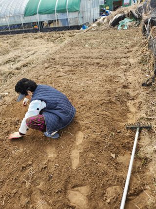 정조연님의 기타작물 · 영농일지 작성글 사진