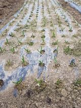 팜모닝 마늘·영농일지 게시글 이미지