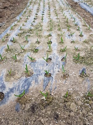 경북문경 이종혁님의 마늘 · 영농일지 작성글 사진