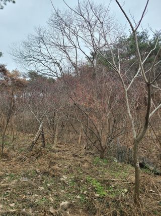 자연같이님의 두릅 · 영농일지 작성글 사진