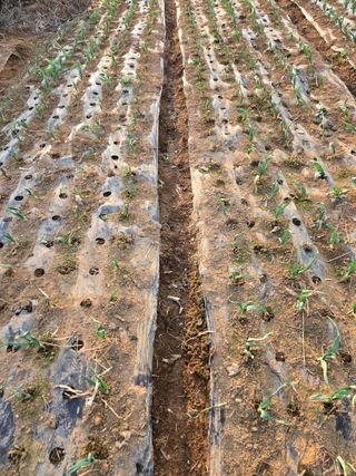 박정희 님의 마늘 · 영농일지 작성글 사진