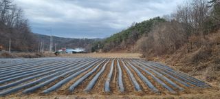 박사원농장님의 감자 · 영농일지 작성글 사진