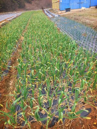 오이8898황산면님의 마늘 · 영농일지 작성글 사진