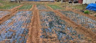 김동제님의 양파 · 영농일지 작성글 사진