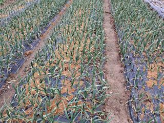 금잔디님의 마늘 · 영농일지 작성글 사진