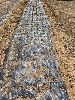 뚜벅이님의 양파 · 영농일지 작성글 사진