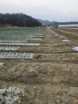 팜모닝 양파·영농일지 게시글 이미지