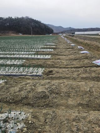권정식님의 양파 · 영농일지 작성글 사진