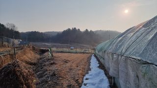 김윤회님의 고추 · 영농일지 작성글 사진