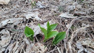 여우내 이순홍님의 기타작물 · 영농일지 작성글 사진
