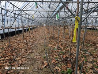 블루베리13637님의 기타작물 · 영농일지 작성글 사진