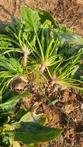 김동길님의 기타작물 · 영농일지 작성글 사진