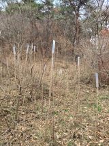 팜모닝 두릅·영농일지 게시글 이미지