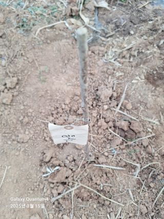 김용환님의 기타작물 · 영농일지 작성글 사진