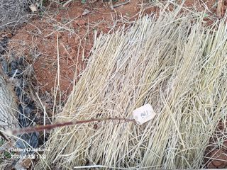 김용환님의 기타작물 · 영농일지 작성글 사진