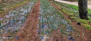 김동제님의 양파 · 영농일지 작성글 사진