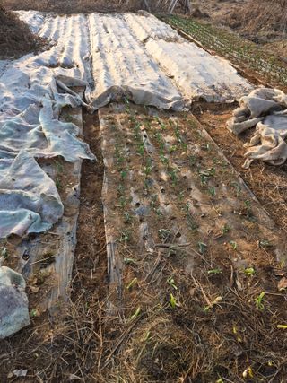 박정희 님의 마늘 · 영농일지 작성글 사진