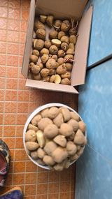 팜모닝 기타작물·영농일지 게시글 이미지