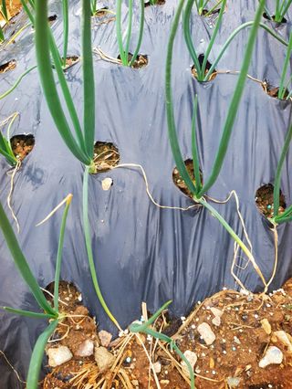 오이8898황산면님의 마늘 · 영농일지 작성글 사진