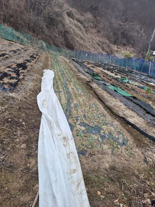 이의도님의 기타작물 · 영농일지 작성글 사진