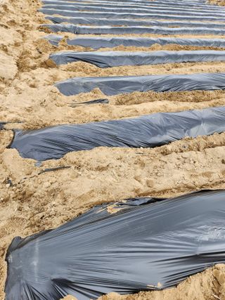 gksfid1112님의 감자 · 영농일지 작성글 사진