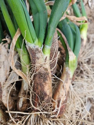 법선님의 기타작물 · 영농일지 작성글 사진