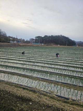 권정식님의 양파 · 영농일지 작성글 사진