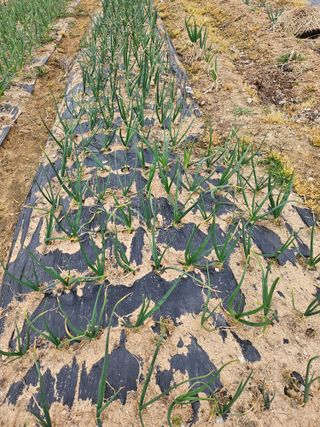 유명숙님의 기타작물 · 영농일지 작성글 사진