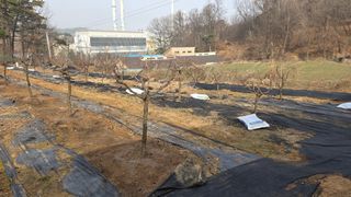 이병희님의 기타작물 · 영농일지 작성글 사진