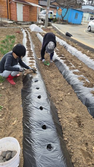 김흥환 님의 기타작물 · 영농일지 작성글 사진