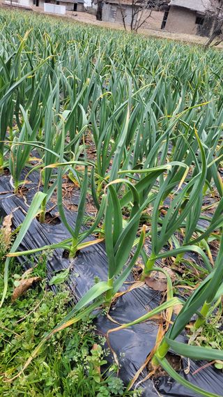 실버농부님의 마늘 · 영농일지 작성글 사진