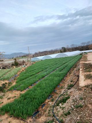 결단이님의 기타작물 · 영농일지 작성글 사진