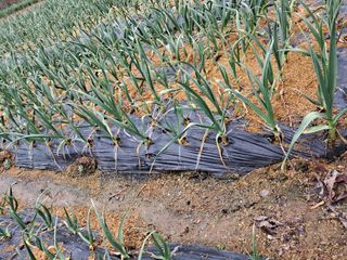 금잔디님의 마늘 · 영농일지 작성글 사진