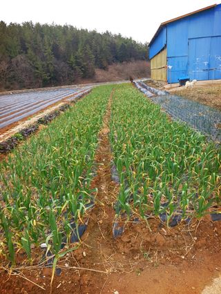 오이8898황산면님의 마늘 · 영농일지 작성글 사진
