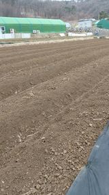 팜모닝 두릅·영농일지 게시글 이미지