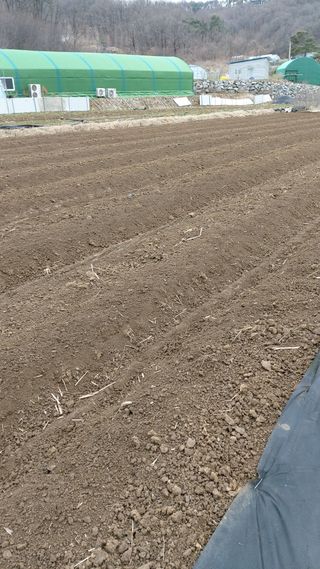 오정식님의 두릅 · 영농일지 작성글 사진